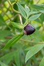 Delavays Tree peony Paeonia delavayi wine-red bud